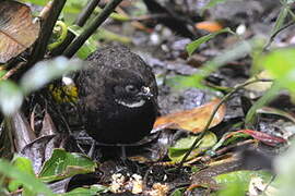 Black-breasted Wood Quail