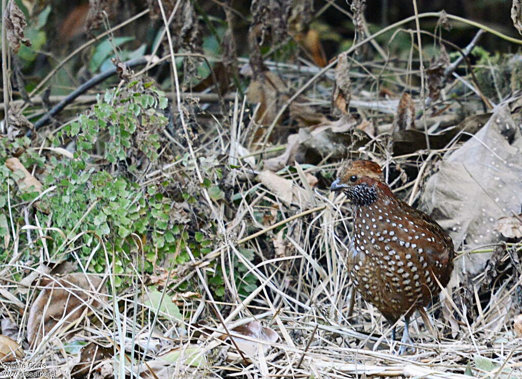 Spotted Wood Quailadult