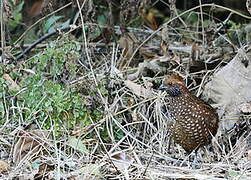 Spotted Wood Quail