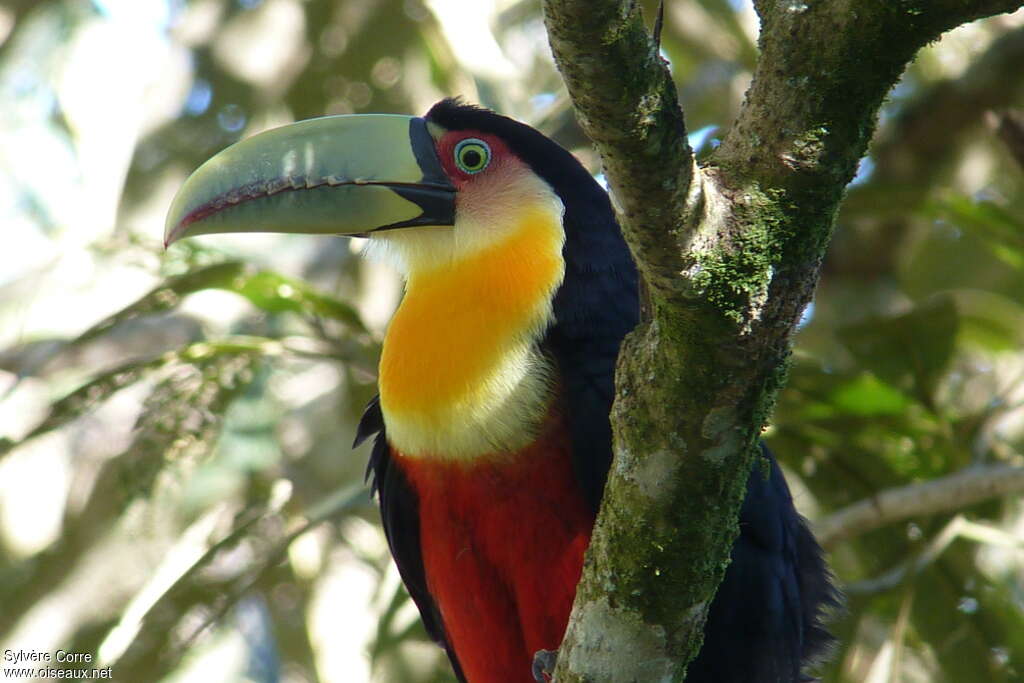 Toucan à ventre rougeadulte, portrait, composition