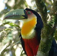 Green-billed Toucan