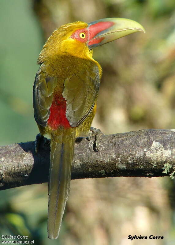 Saffron Toucanetadult