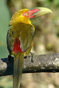 Saffron Toucanet