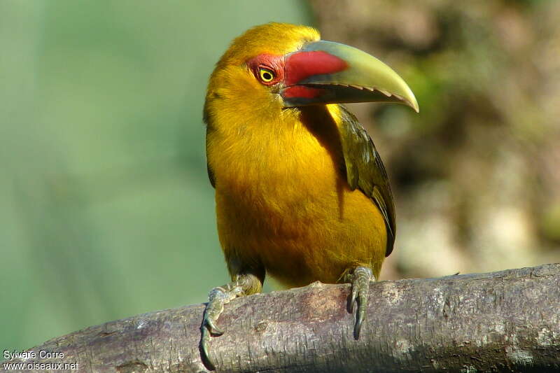 Saffron Toucanetadult