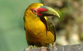 Saffron Toucanet