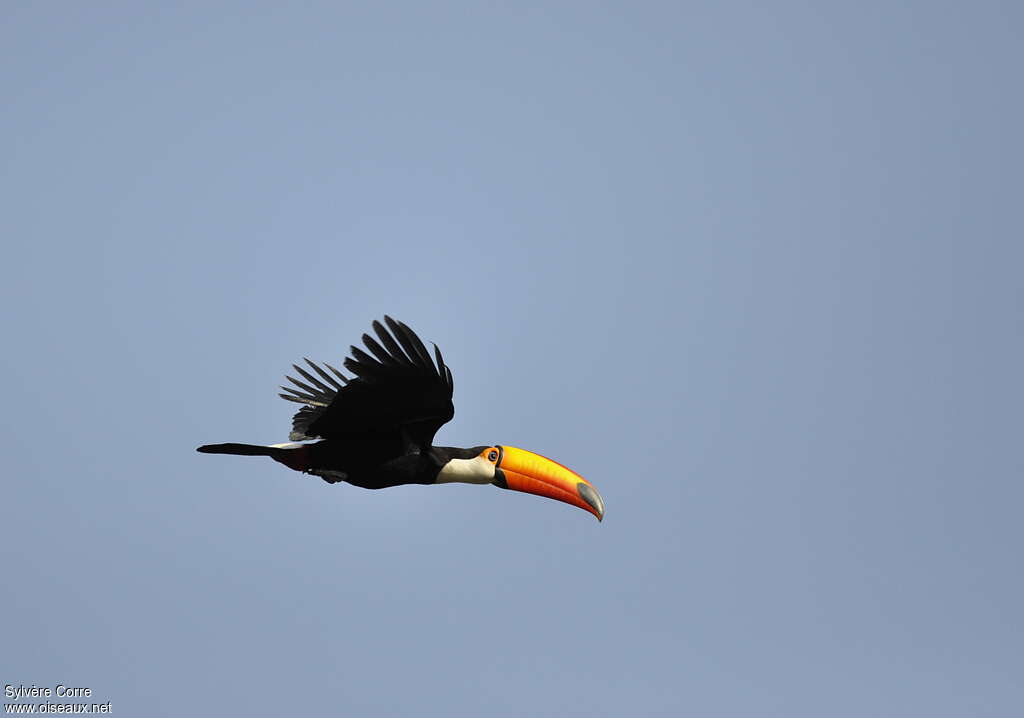 Toco Toucanadult, Flight