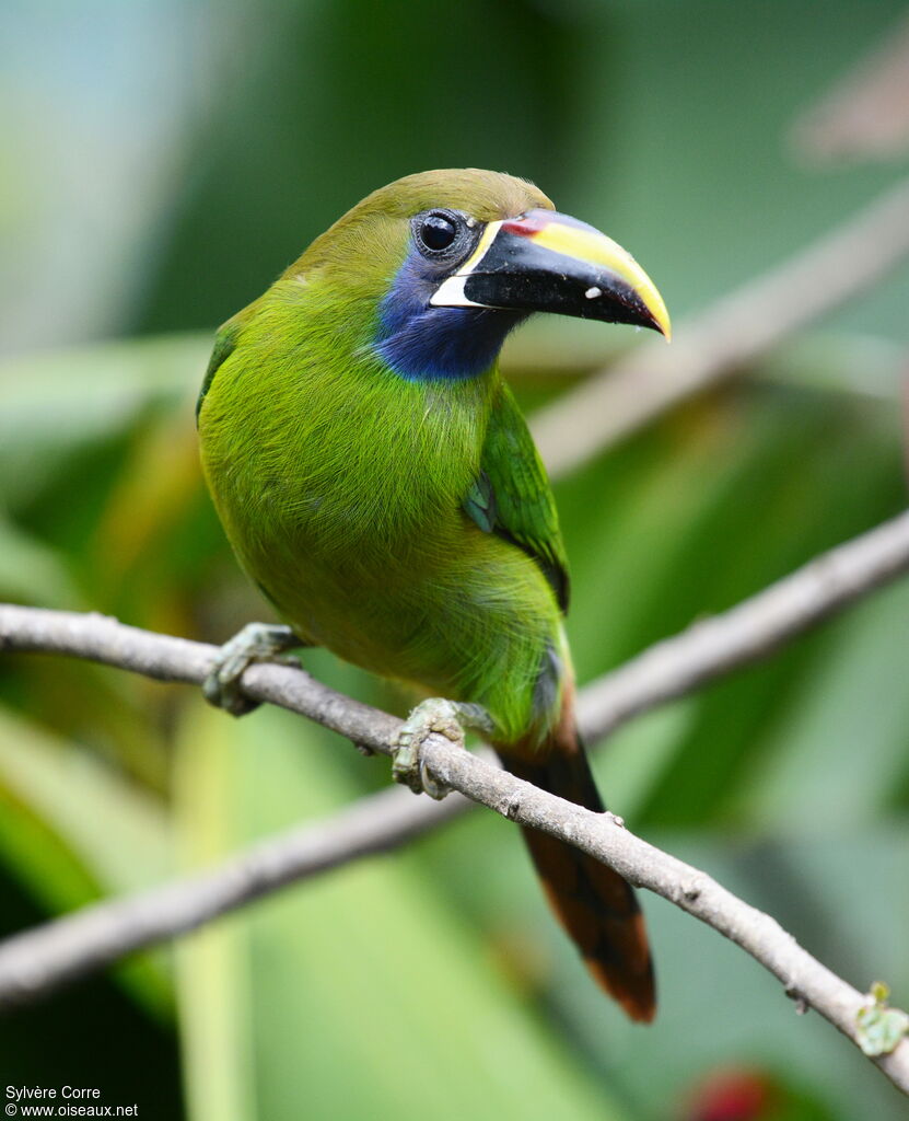 Blue-throated Toucanetadult