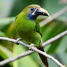Toucanet à gorge bleue
