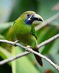 Toucanet à gorge bleue