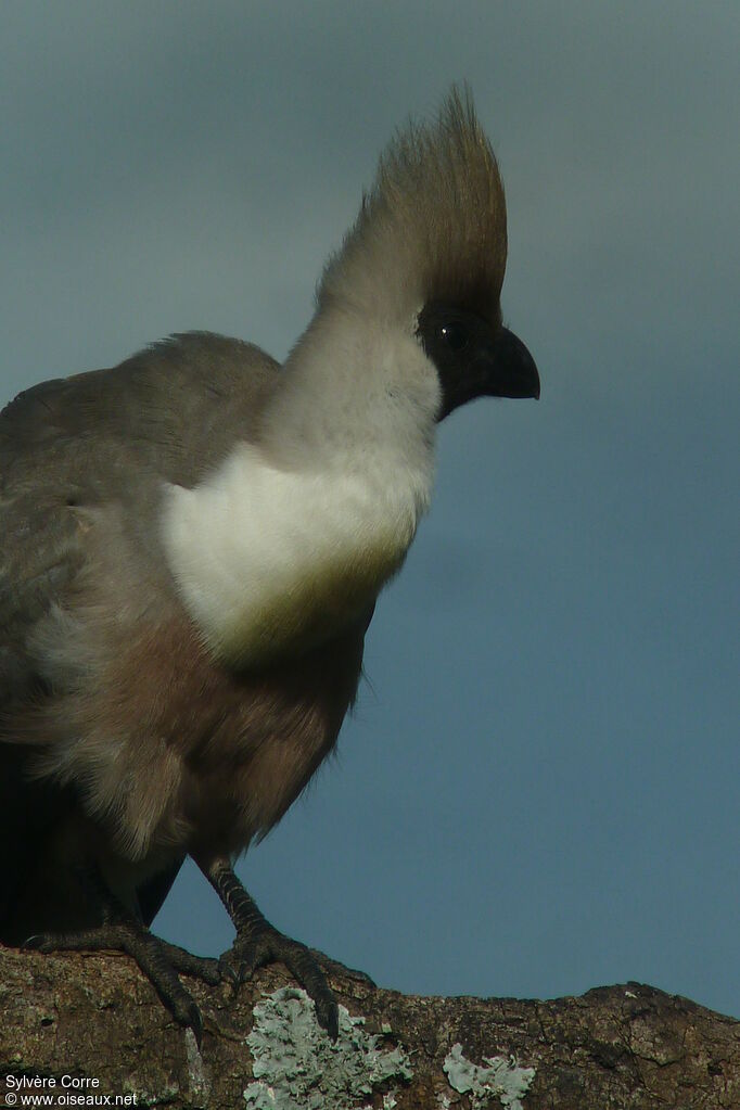 Touraco masquéadulte