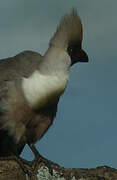 Bare-faced Go-away-bird