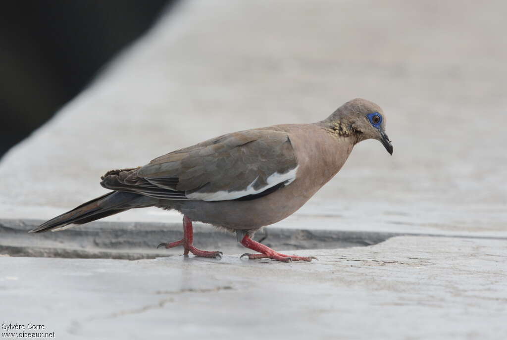 West Peruvian Doveadult, identification