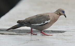 West Peruvian Dove