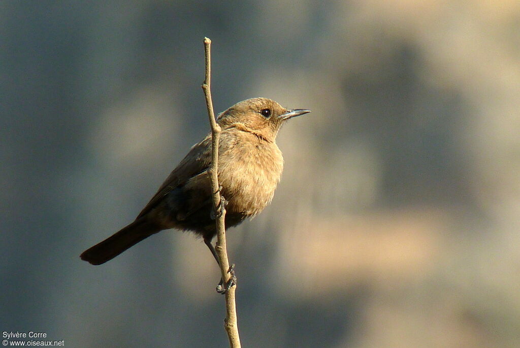 Brown Rock Chatadult