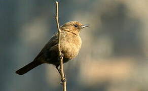 Brown Rock Chat