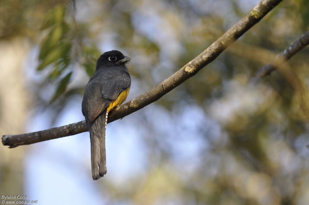 Trogon à lunettes jaunes femelle adulte