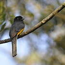 Trogon à lunettes jaunes