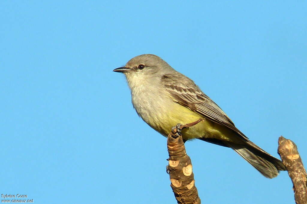 Chapada Flycatcher