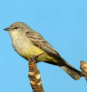 Chapada Flycatcher