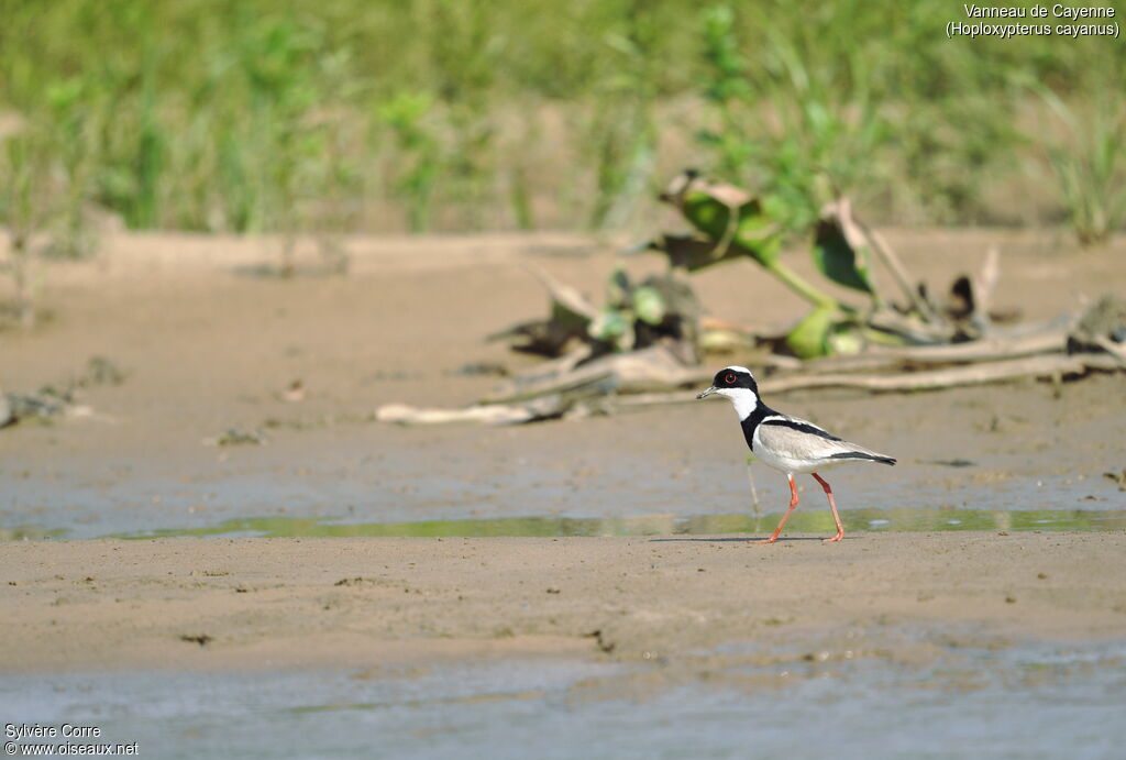 Pied Ploveradult