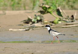 Pied Plover