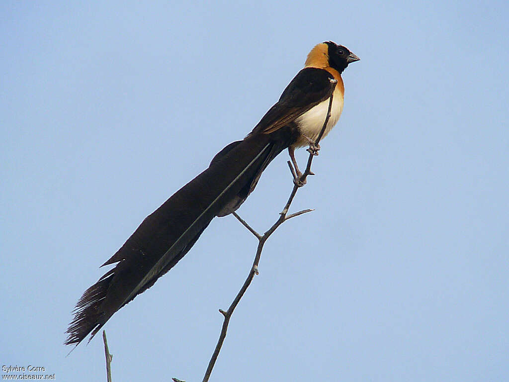 Veuve à collier d'or mâle adulte nuptial, identification