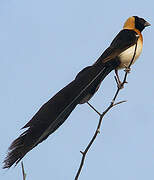 Sahel Paradise Whydah