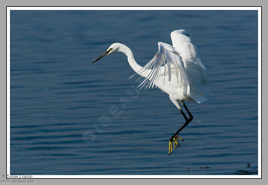 Little Egret