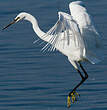 Aigrette garzette