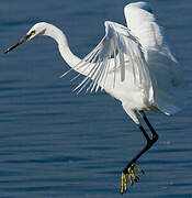 Little Egret