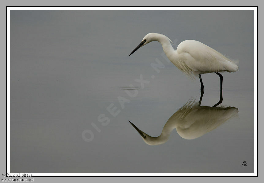 Little Egret