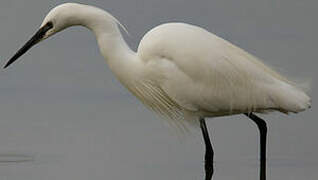 Aigrette garzette