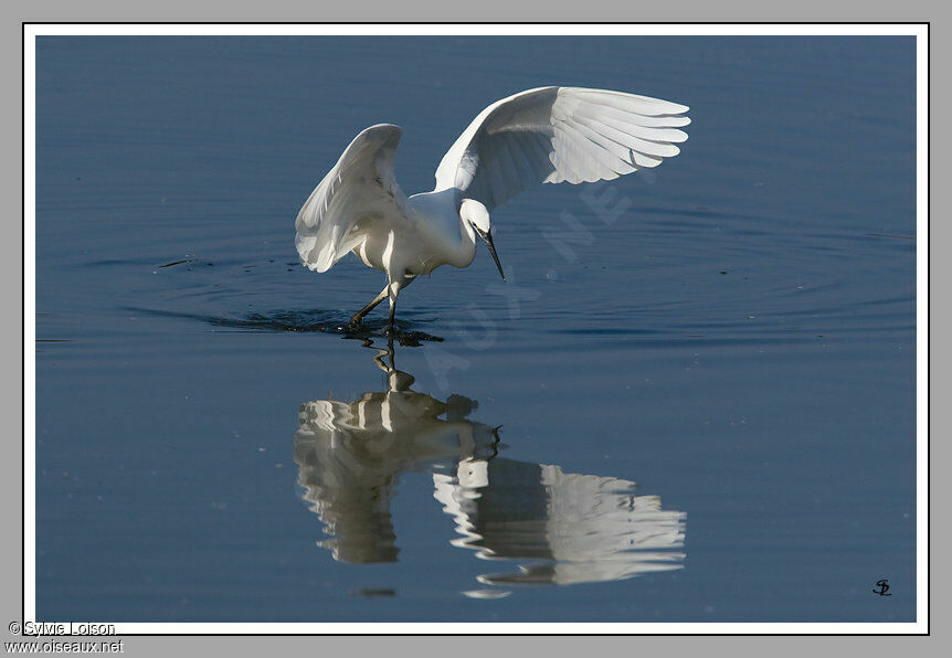 Aigrette garzette