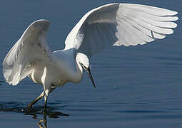 Little Egret