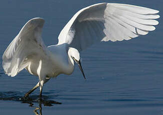 Aigrette garzette