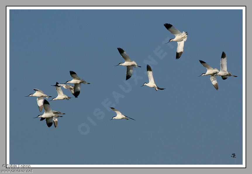 Avocette élégante