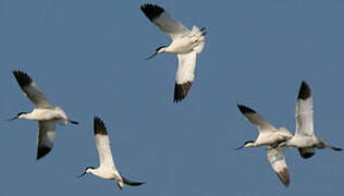 Avocette élégante