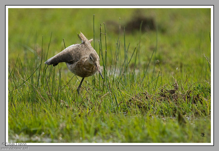 Black-tailed Godwit