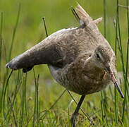 Black-tailed Godwit