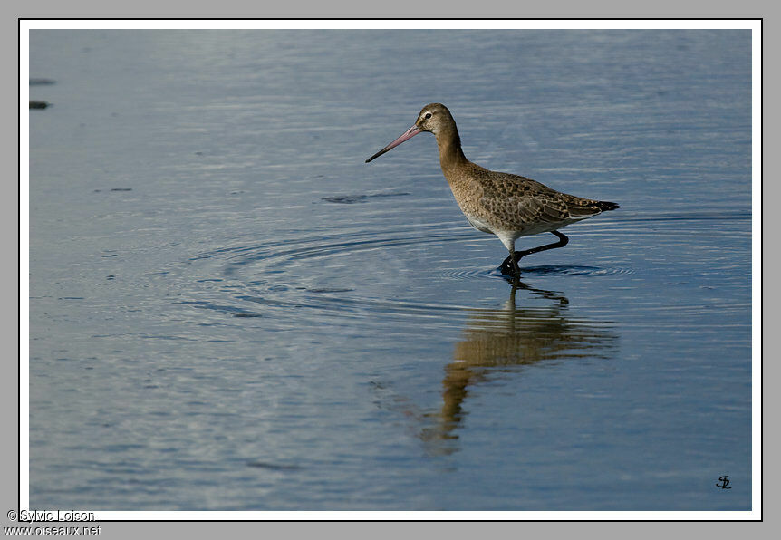 Black-tailed Godwit