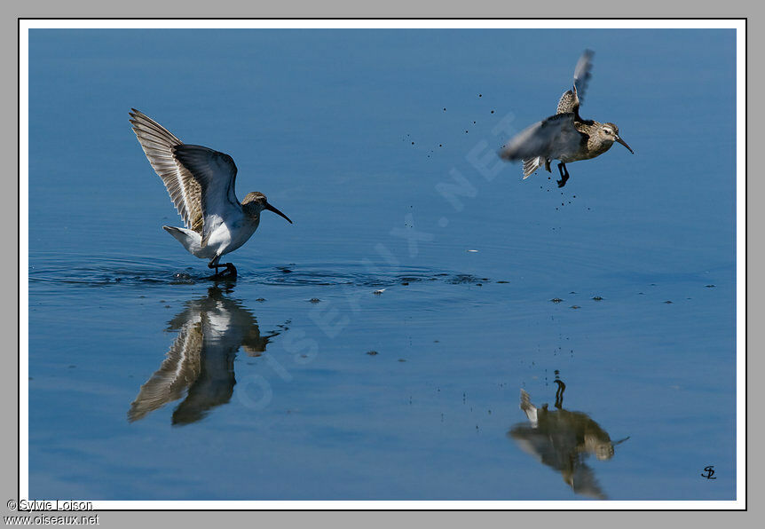 Curlew Sandpiper