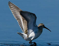 Curlew Sandpiper