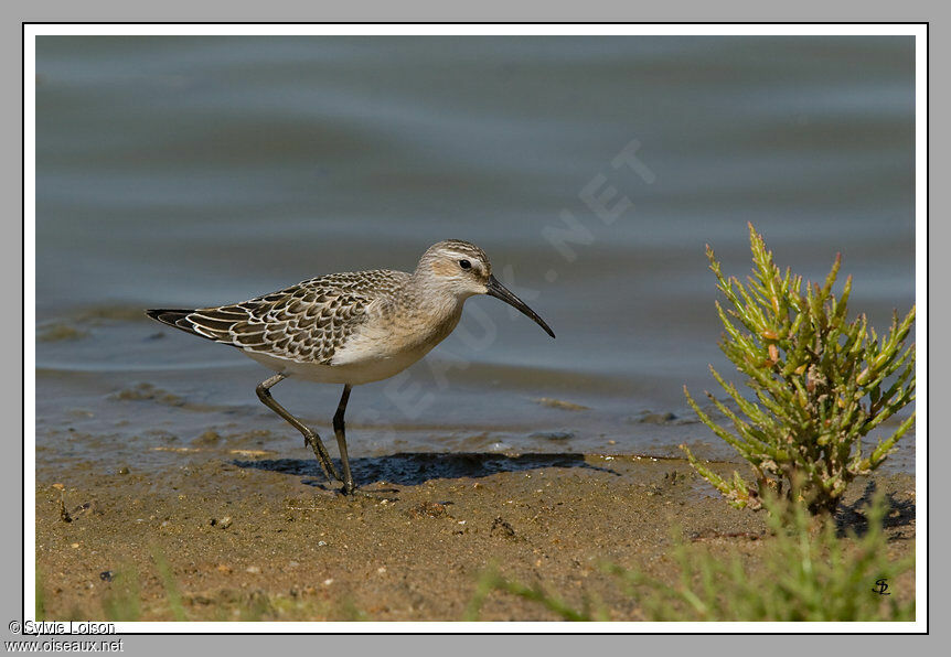 Curlew Sandpiper