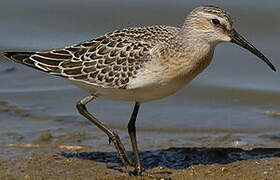 Curlew Sandpiper