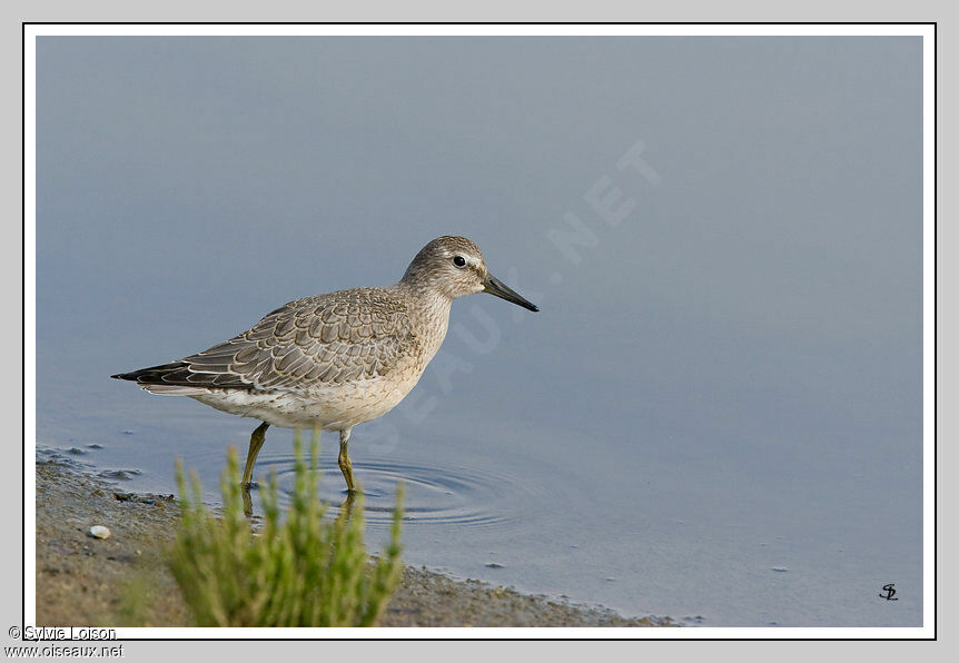 Red Knot