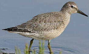 Red Knot