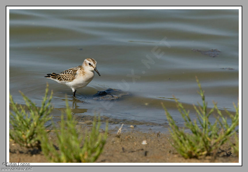 Little Stint