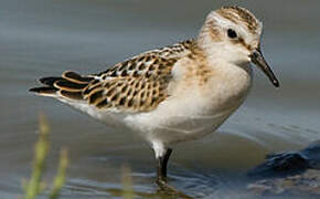 Little Stint