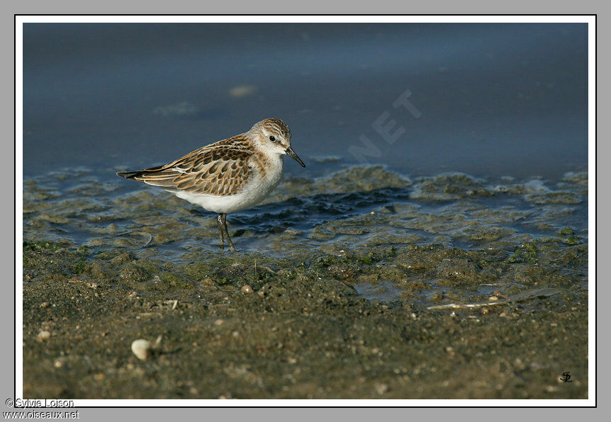 Little Stint