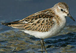 Little Stint